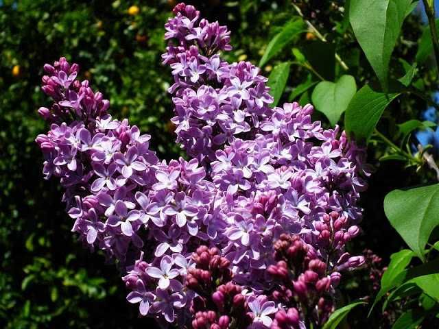 Lilás - Syringa Vulgaris