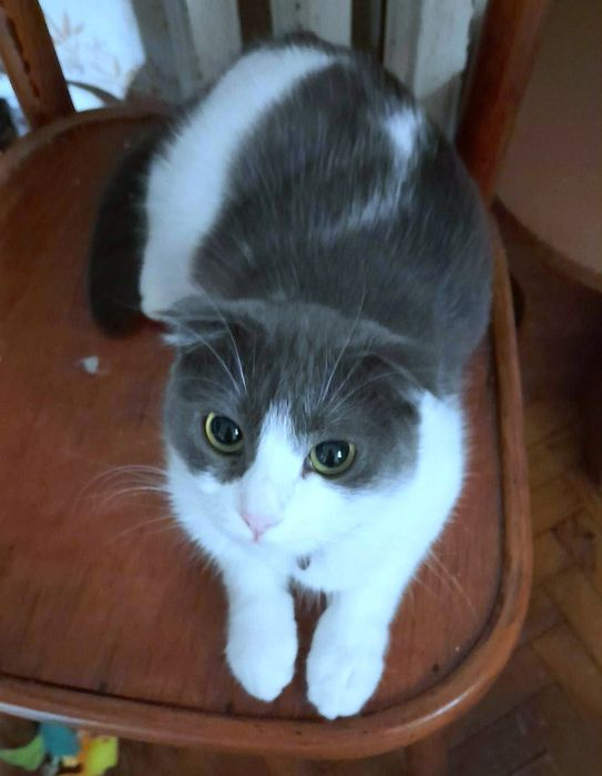 Вислоухая стерилизованная котёнок подросток девочка ищет дом! Котята