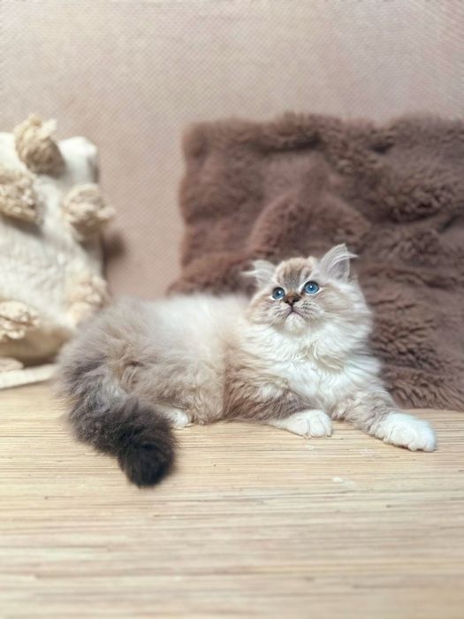 Kocurek Ragdoll Hades n 04 21