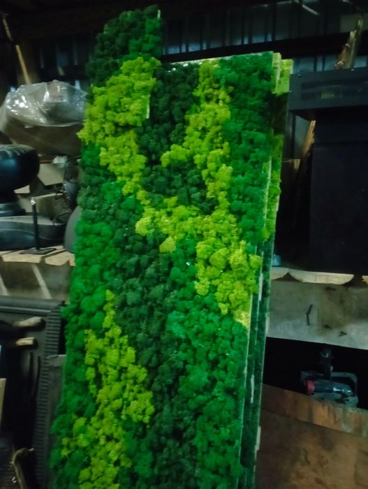 Мох стабілізований.