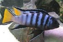 Pseudotropheus sp. elongatus mpanga. Pyszczaki z Malawi