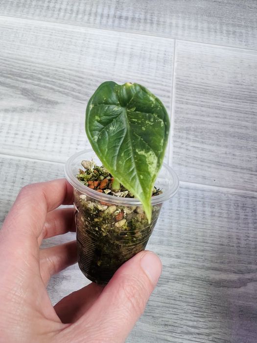 Набір Алоказія Black Velvet gold gragon mint Variegata polly