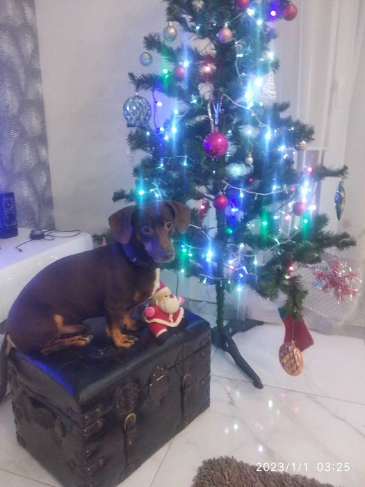 Такса хлопчик для в'язки