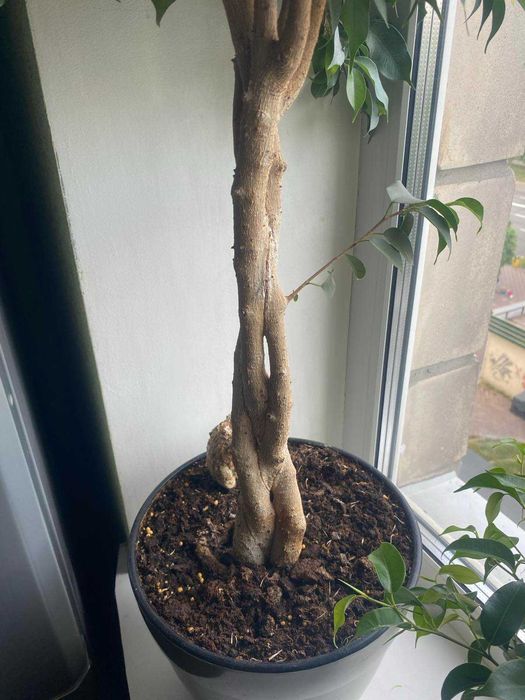 Фікус Бенджаміна