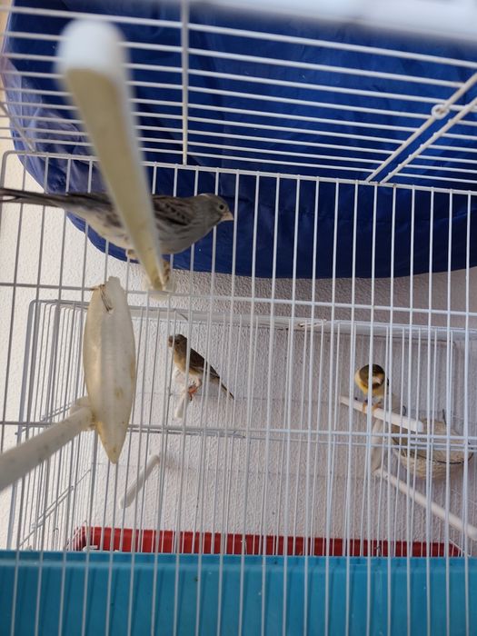 Canários  várias raças