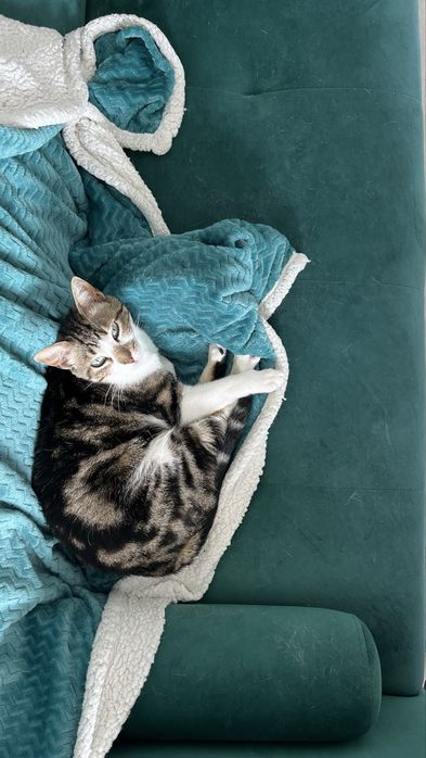 Doação responsável de gato