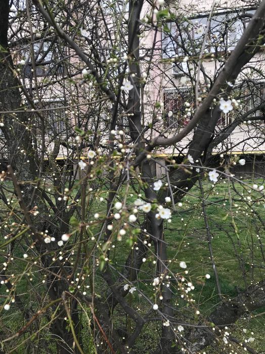 Багатокімнатна квартира за адресою (площа 94 м²) - Atlanta.ua - фото 10