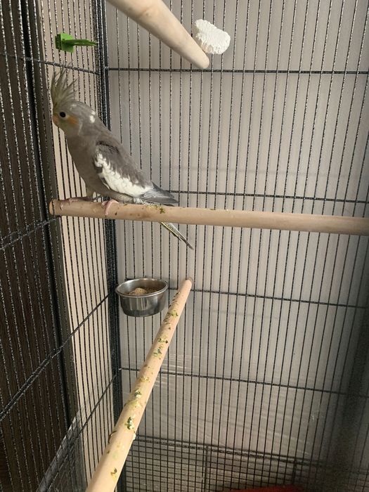 Papugi nimfy + woliera + klatka