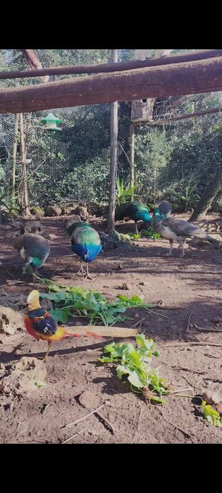 Pavões e pavoas adultas