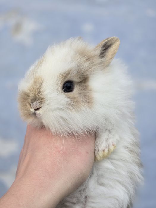 Декоративные кролики, домашние крольчата