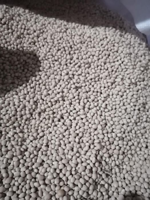 Łubin wąskolistny Oskar groch astronaute