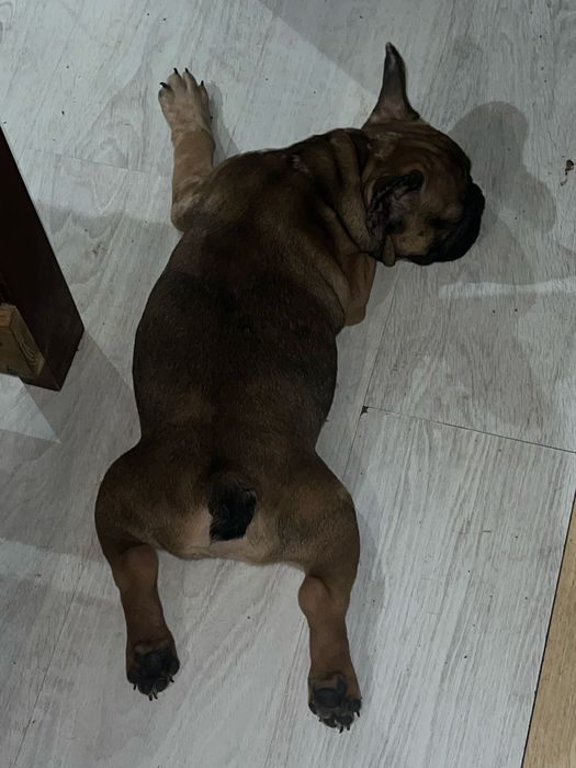 Фрацуский бульдог мерле