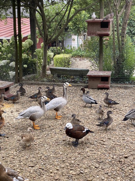 Gansos do indico adultos prontos a reproduzir