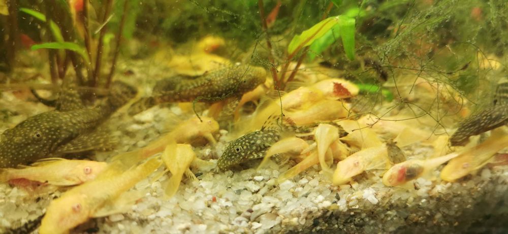 Glonojady żółte i czarne