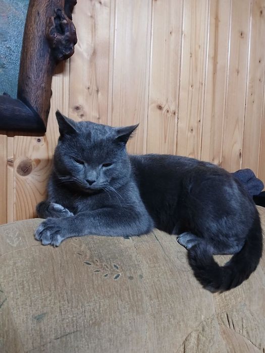 Британські кошенята