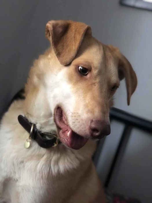 Kajmak poleca się do adopcji