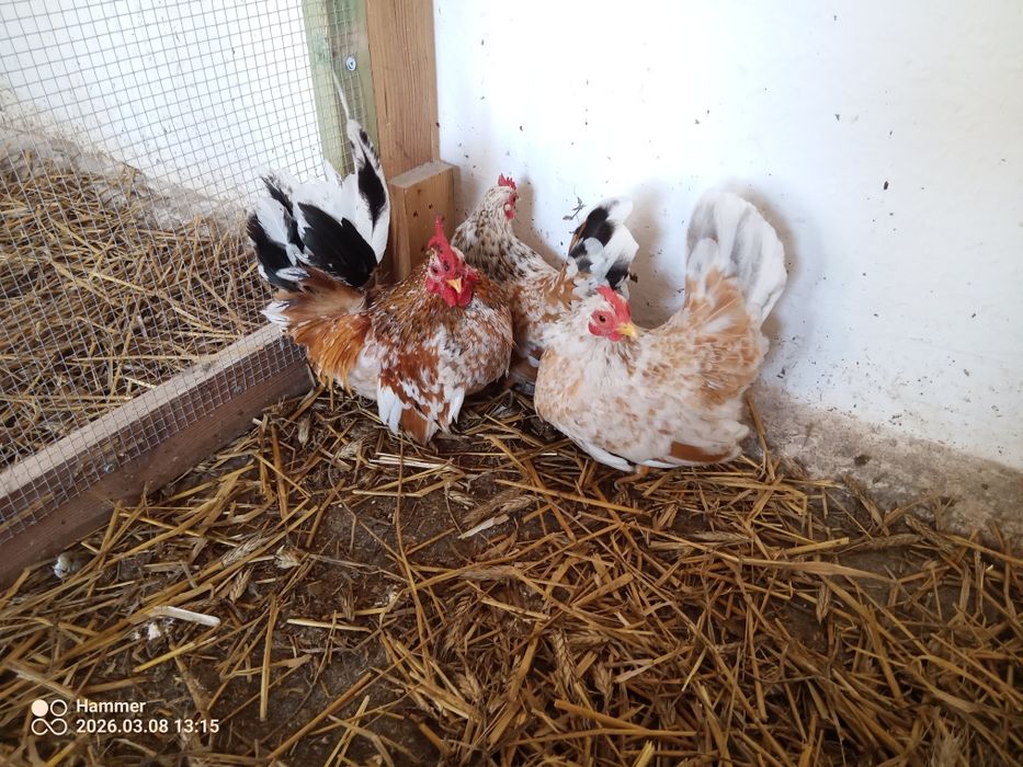 Liliputki liliputy chabo