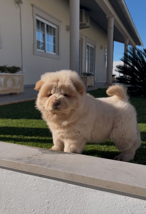 Magnífica chow chow fêmea