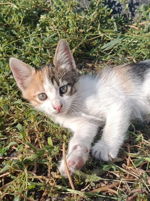 Продам пушистых котят