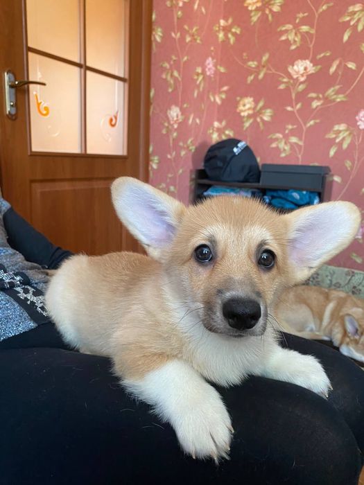 Дівчинка вельш коргі пемброк