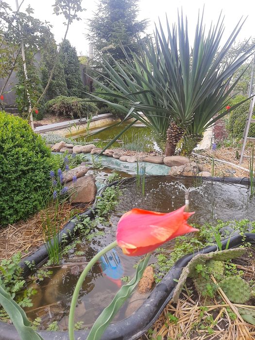 Продам саженцы Юкка глориоза