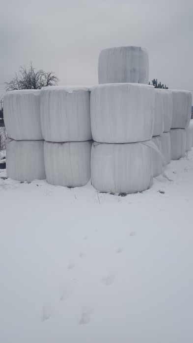 Sprzedam bele sianokiszonki, sianokiszonka, sianokiszonkę130cm