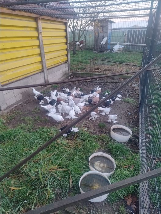 Gołębie ozdobne mnichy