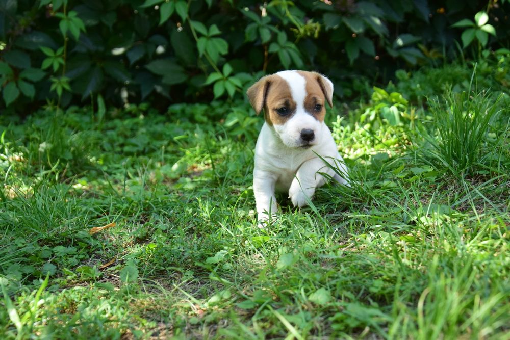 Jack Russell terrier pies