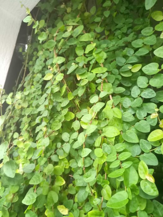 Фикус крошечный (Ficus pumila) - свежесрез / взрослое растение