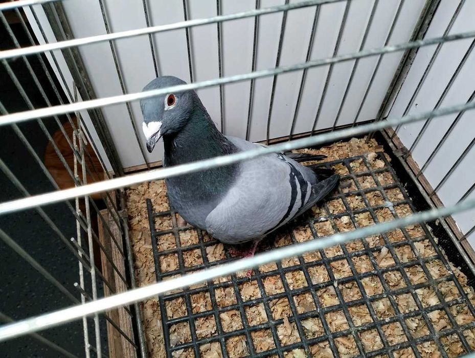 Gołębie pocztowe Leszek Kustra - samiec 2023r nr 10173