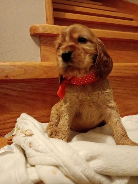 Przepiękny szczeniak rasy Cocker Spaniel