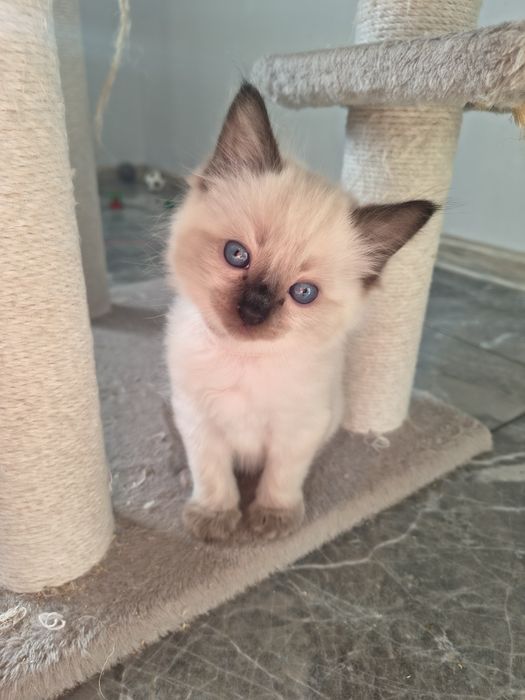 Piękna Kotka Ragdoll FPL