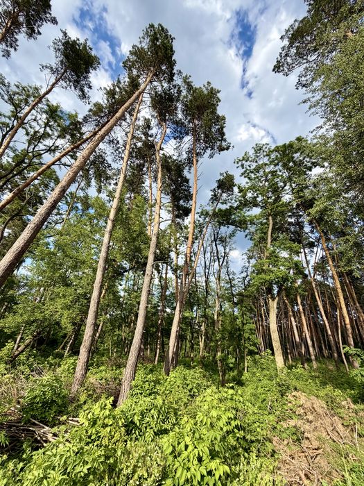 КМ Нова Ходосівка продаж ділянки у соснах 22 сотки закрита територія Ходосівка Новообухівська траса AlFresco Мануфактура МегаМаркет