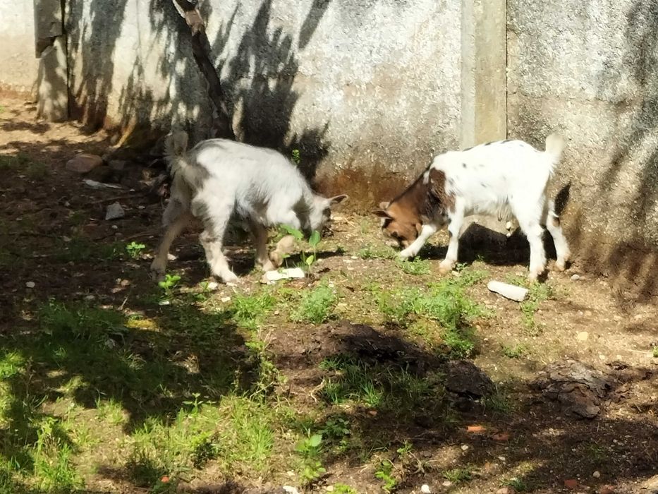 cabras anãs sem chifres