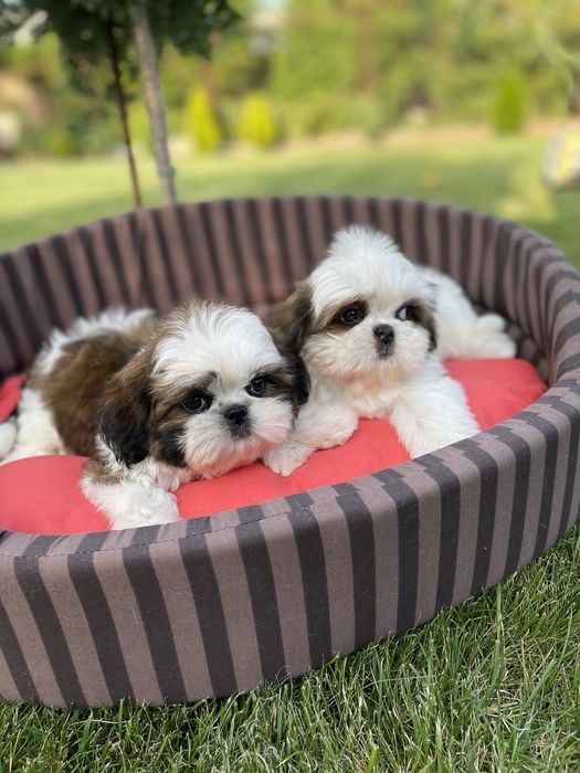 Шикарные малыши шит-цу