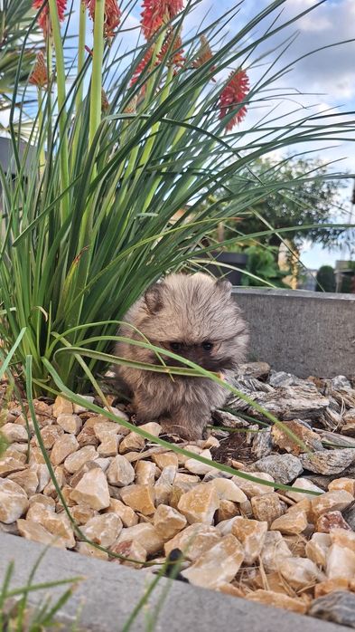 Szpic miniaturowy Pomeranian