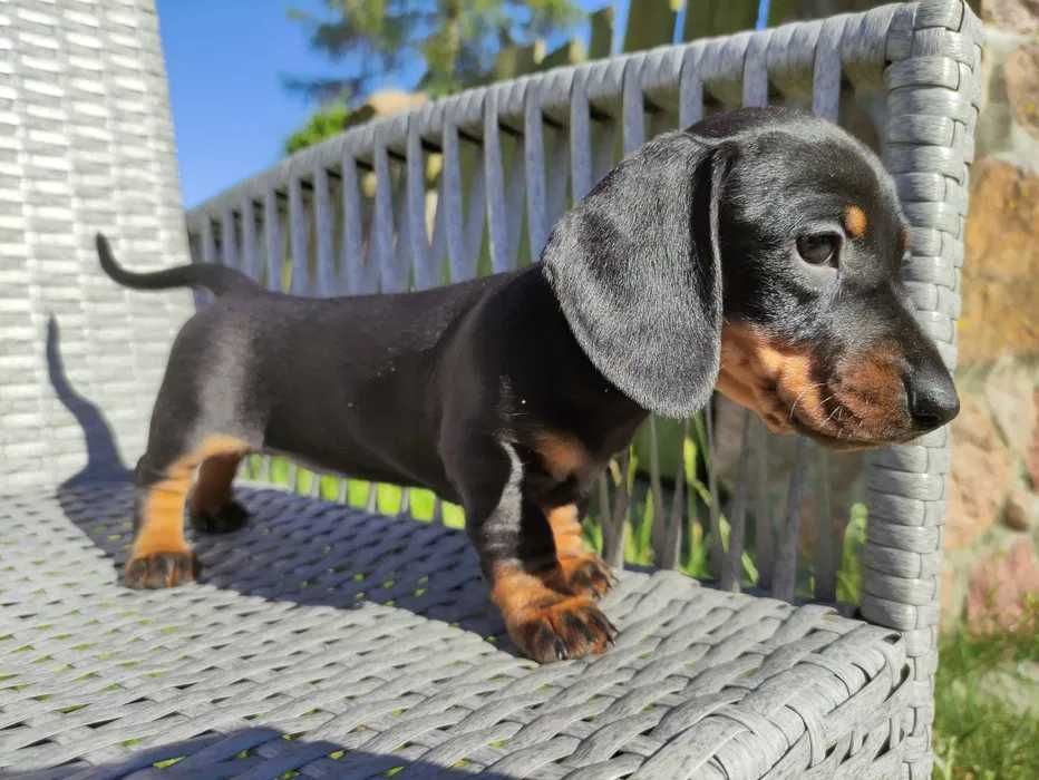 Teckel preto afogueado