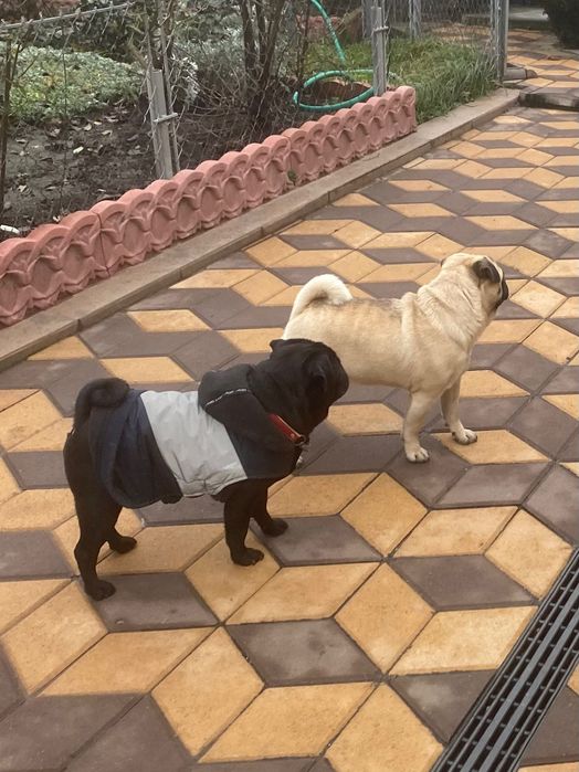 Мопсятка дівчатка