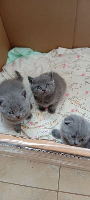 Шотландські котенята