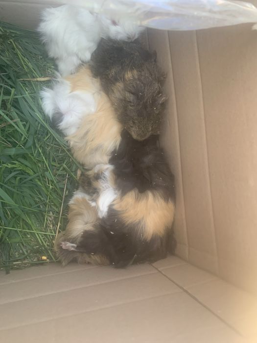 Морские свинки Хороший пітон це для дому