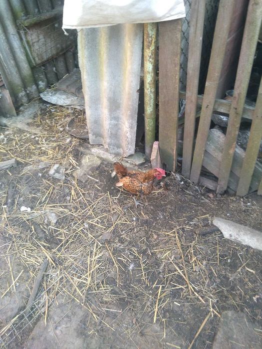 Продам курей бетнамок,молодих