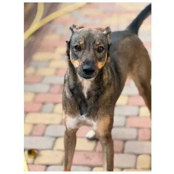 Активная собака в хорошие руки