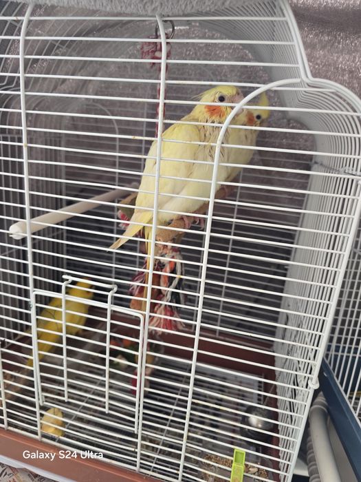 Kacarics  criados a mão .