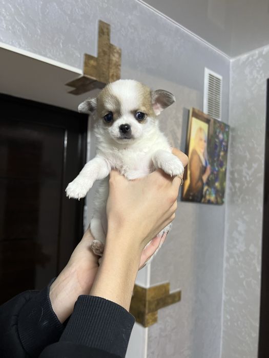 Чихуахуа мальчик