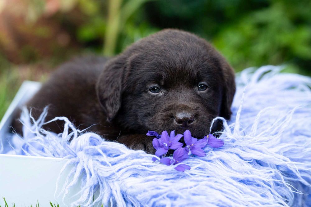 Labrador Retriever – FCI odbiór początek Września