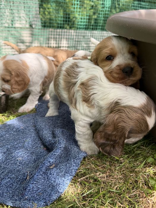 Cocker Spaniel Angielski
