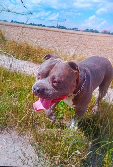 Oddam 2 letniego amstaffa w dobre ręce