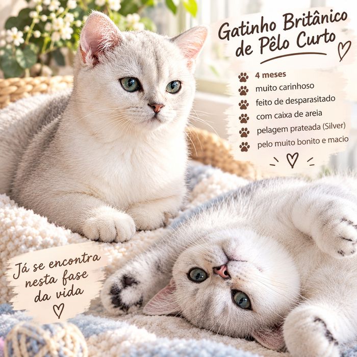 British Shorthair silver chinchilla