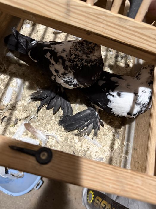 Golebie widyny  motyle