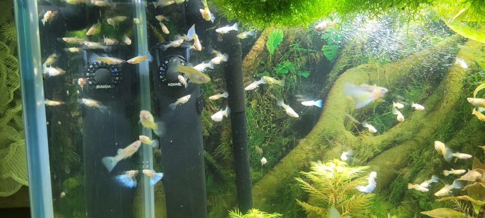 Gupiki albino topaz
